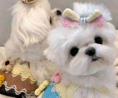 Adorables cachorros malteses Disponible para realojamiento 
