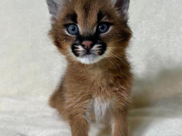 Caracales jóvenes disponibles, nacidos en cautiverio