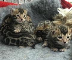 REGALO GATITOS BENGALA