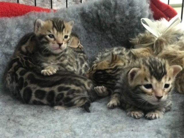 REGALO GATITOS BENGALA