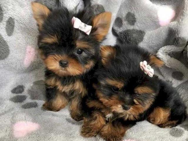 Hermosos cachorros Yorkie Teacup