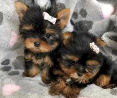Hermosos cachorros Yorkie Teacup