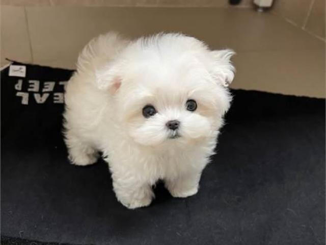 Dos cachorros malteses de primera clase disponibles