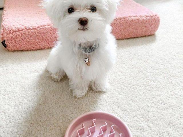 Dos cachorros malteses de primera clase disponibles