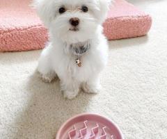 Dos cachorros malteses de primera clase disponibles