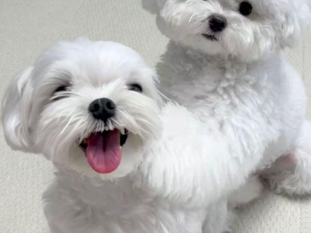 Dos cachorros malteses de primera clase disponibles