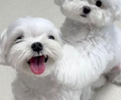 Dos cachorros malteses de primera clase disponibles