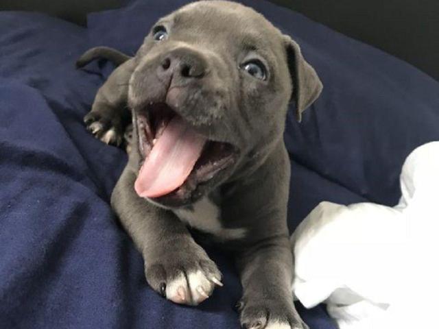 Regalo cachorros American Bully hembra y macho