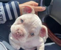 Regalo cachorros American Bully hembra y macho