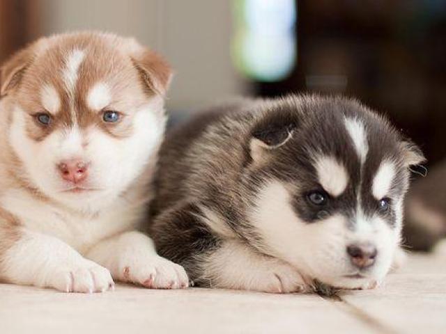 Dos cachorros de husky siberiano de primera calidad disponibles