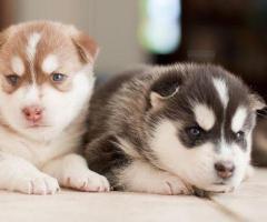 Dos cachorros de husky siberiano de primera calidad disponibles