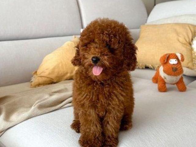 REGALO CACHORROS CANICHES TOY  