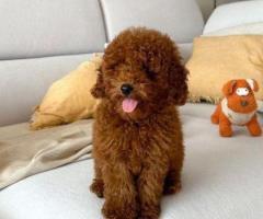 REGALO CACHORROS CANICHES TOY  