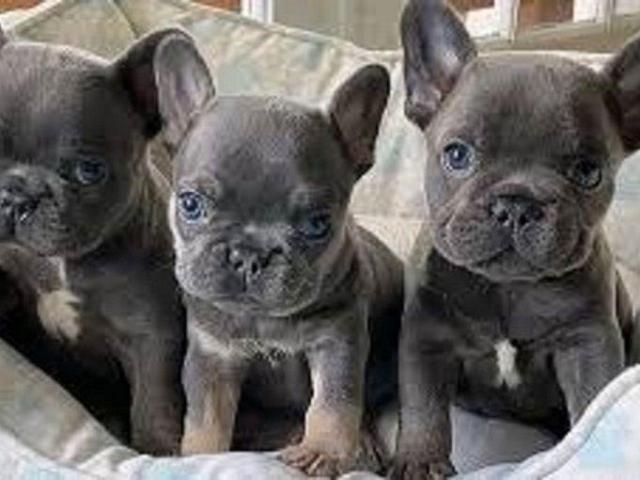 REGALO CACHORROS BULLDOG FRANCES