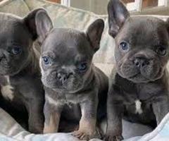 REGALO CACHORROS BULLDOG FRANCES