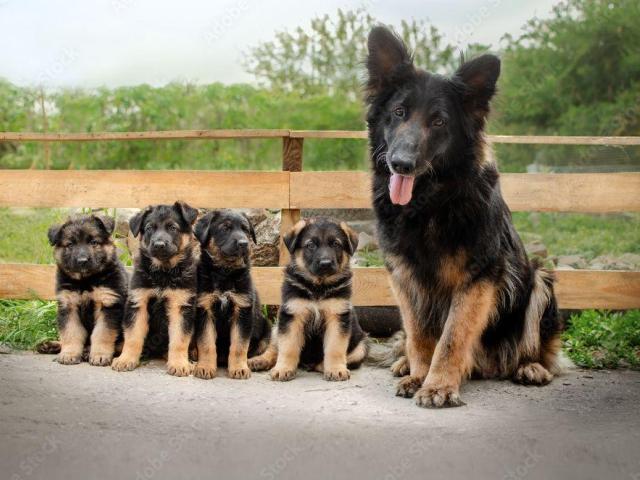 REGALO CACHORROS PASTOR ALEMAN