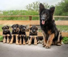 REGALO CACHORROS PASTOR ALEMAN