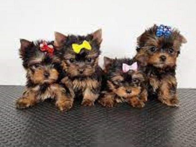  REGALO CACHORROS YORKSHIRE MINI