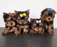  REGALO CACHORROS YORKSHIRE MINI