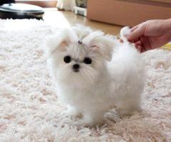 Regalo Cachorros Bichon Maltes mimi