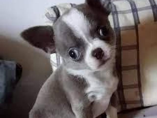  Hermosos Cachorros chihuahua