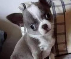  Hermosos Cachorros chihuahua