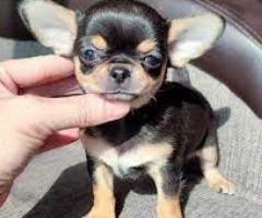  Hermosos Cachorros chihuahua