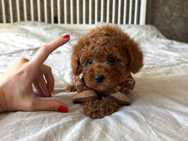 Cachorro Caniches mini toy 