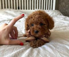 Cachorro Caniches mini toy 