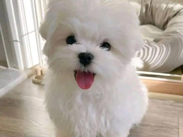 Lindo mini toy bichón Maltes 