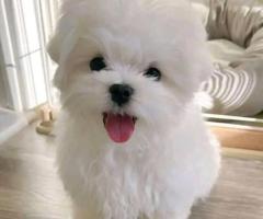 Lindo mini toy bichón Maltes 