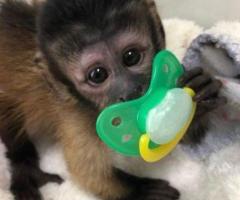 Monos capuchinos machos y hembras en venta.