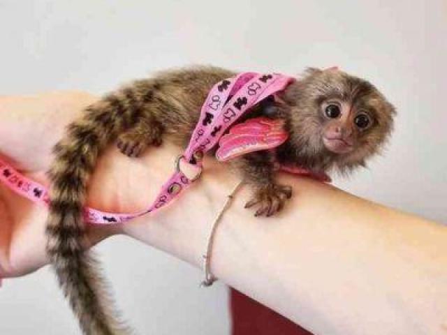 Crías de tití tití disponibles para la venta