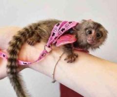 Crías de tití tití disponibles para la venta