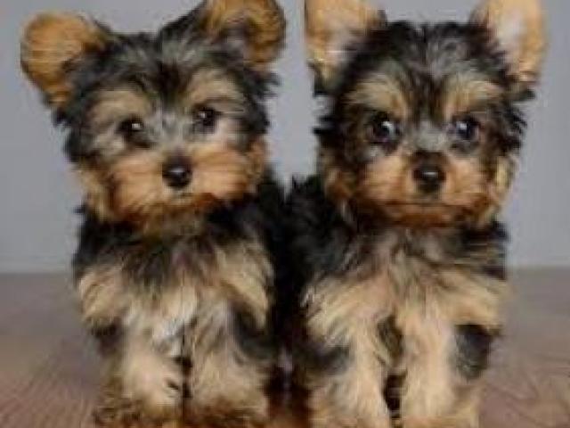 Regalo   Cachorro Yorkshire mini