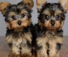 Regalo   Cachorro Yorkshire mini