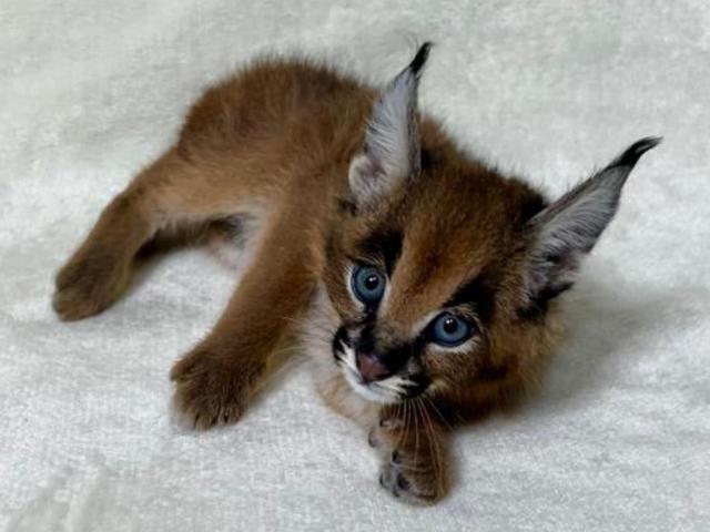 Gatito caracal disponible