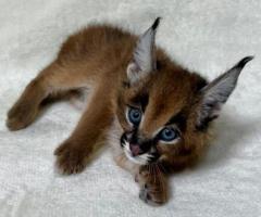 Gatito caracal disponible