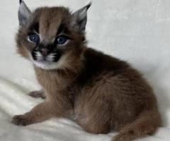 Gatito caracal disponible