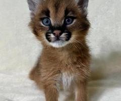 Gatito caracal disponible