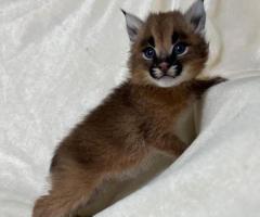 Gatito caracal disponible