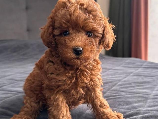 Adorable Toy Poodle puppies.