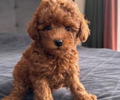 Adorable Toy Poodle puppies.
