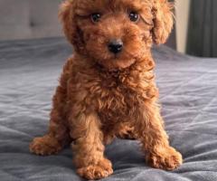 Adorable Toy Poodle puppies.