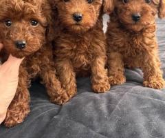 Adorable Toy Poodle puppies.