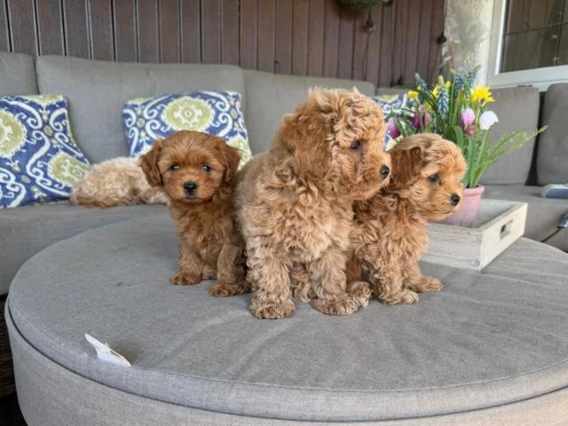 Adorables cachorros de Maltipoo