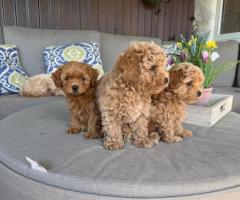 Adorables cachorros de Maltipoo