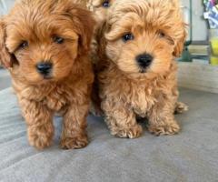 Adorables cachorros de Maltipoo