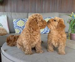 Adorables cachorros de Maltipoo