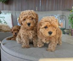 Adorables cachorros de Maltipoo